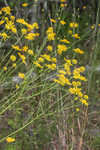 Coastal plain honeycombhead